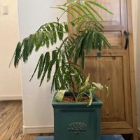 シンゴニウム,エバーフレッシュ,寄せ植え,観葉植物,今日の一枚の画像