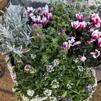 寄せ植え,花が好き,無農薬❤家庭菜園,野菜が好きの画像