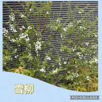 モクレン,ユキヤナギ,ユキヤナギ,カブ,カブの画像