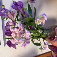 アルストロメリアの画像