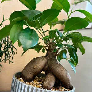 ガジュマル,観葉植物,挿し木,水挿し,挿し木から成長の画像