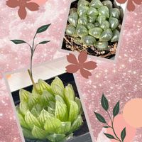 オブツーサ,ハオルチア,桜水晶,黒葡萄,ハオルチア属の画像