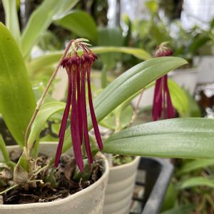 パキポディウム,パキポディウム　恵比寿大黒,パキポディウム・デンシカウレ,バルボフィラム　ハブロティナム,温室の画像