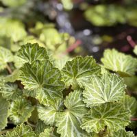 ユキノシタ,花言葉,おひさまの画像