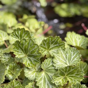 ユキノシタ,花言葉,おひさまの画像