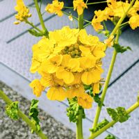菜の花,ナノハナ,道端の画像