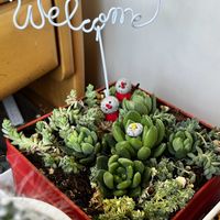 亀甲竜,ミルクゥージ,ミルキーウェイ,ダシフィルム,セダム属　春萌（はるもえ）の画像