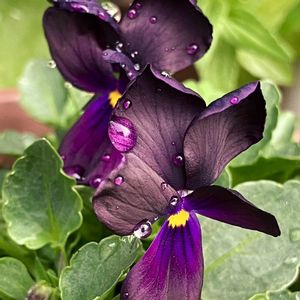 ビオラ・パンジー,#ガーデニング,エクステリアの画像