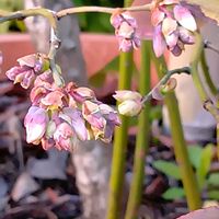 ブルーベリー,黒法師☆,庭の画像