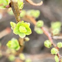 ハボタン,フキノトウ,踊りハボタン,踊りハボタン,ユキヤナギの蕾の画像
