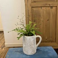 ソフォラ　リトルベイビー,ドリオプテリス　シルバーレディ,寄せ植え,観葉植物,今日の一枚の画像