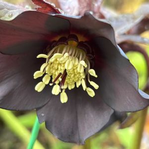 クリスマスローズ,ナチュラルガーデン,お庭の花たち,宿根草の庭,花と暮らすの画像