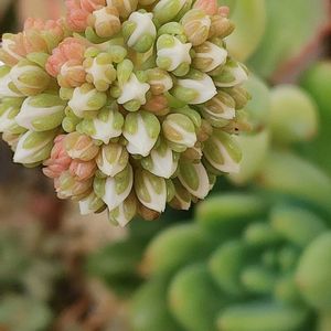 春萌,姫秋麗,姫秀麗,ニクサーナ,名前不明の画像