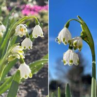 シバザクラ,睡蓮,小さな庭の画像
