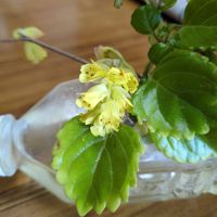 ロウバイの画像