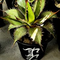 アガベ,アガベ ホリダ,観葉植物,室内管理,鋸歯の画像