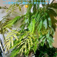 エバーフレッシュ,フィロデンドロン・パトリシアエ,森林浴,熱帯植物,癒しの空間の画像