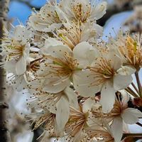 サクランボ,お花は癒し,花が好き❤,☆携帯撮影☆の画像