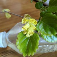 ロウバイの画像