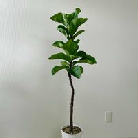 観葉植物,フィカス属, ゴムの木の画像