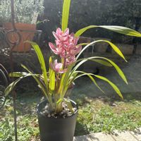 シンビジウム,テラス,庭の画像