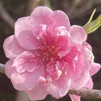 ハナモモ,お花は癒し,花が好き❤,☆携帯撮影☆の画像