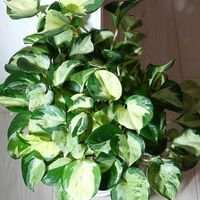 ポトス,ポトスステータス,観葉植物,植中毒,サトイモ 科の画像