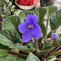 セントポーリア,むらさきの花,リビング・ダイニングの画像