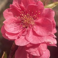 ハナモモ,お花は癒し,花が好き❤,☆携帯撮影☆の画像