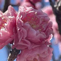 ハナモモ,シャビアナ ペレグリナ,多肉植物,バラと夢CLUB,がんに負けるな！の画像