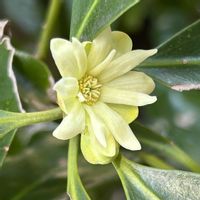 シキミ,⚠️有毒植物,小高木,われら樹木探検隊,名前は「悪しき実」からの画像