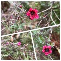 ネメシア,ビオラ,ギョリュウバイ,ギョリュウバイ,パークスガーデンの画像