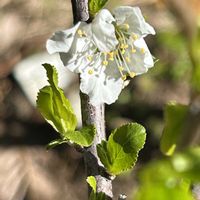 ビワ,ビワ,スモモ サンタローザ,スモモ サンタローザ,2026収穫祭りの画像