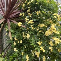 モッコウバラ,モッコウバラの画像