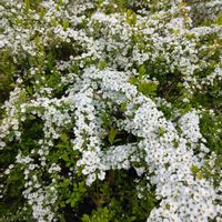 ユキヤナギ,ユキヤナギ,プリンセチア,桃色雪柳,ホワイトデー。の画像