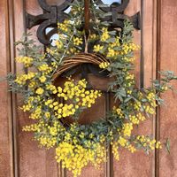 ミモザ,リース,植物,にわ,玄関アプローチの画像