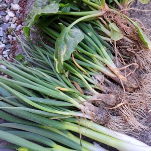 小さな畑,家庭菜園,畑の画像