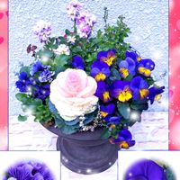 ハボタン,雪割草,ミニセントポーリア,特選ビオラモルフォ,フリル咲きパンジーフリズルシズルブルーの画像