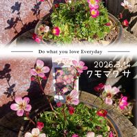 クモマグサ,ビオラパンプキン,可愛い,美しいの画像