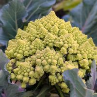 ロマネスコ,ロマネスコ,ガーデニング,癒し…♡,お花大好き♡の画像