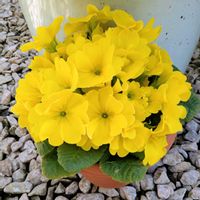 プリムラ　ジュリアンの画像