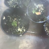 ビカクシダの画像