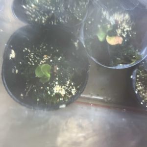 ビカクシダの画像