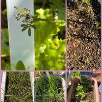 ルッコラ,レタス,レタス,ミツバ,ミツバの画像