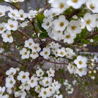 ユキヤナギ,ユキヤナギ,黄梅の画像