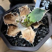 アガベ,多肉植物の画像