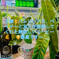 アンスリウム,フィロデンドロン,アンスリウム ベイチー,フィロデンドロン・パトリシアエ,森林浴の画像