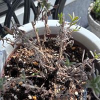 ラベンダー,ガーデニング初心者,ラベンダー センティビア ブルーの画像