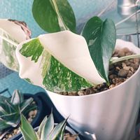 モンステラ,斑入りモンステラ,モンステラデリシオーサ バリエガータ,観葉植物,ハンドメイドの画像