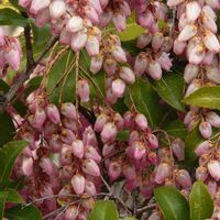 アセビ,アセビの画像